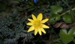 农历9月22日揭秘，传统节日与民俗一览