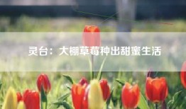 灵台：大棚草莓种出甜蜜生活
