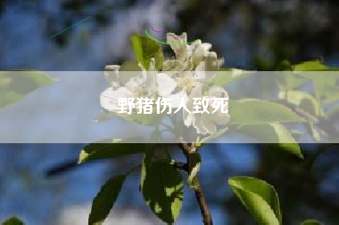 野猪伤人致死
